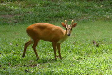 Red muntjac deer.(Muntiacus Muntjak)