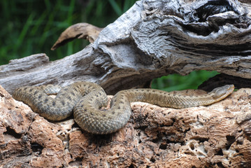 serpent