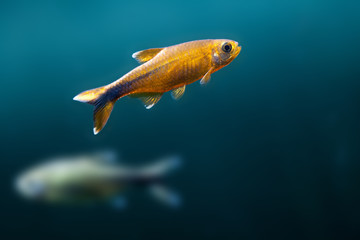 Gold, orange fish