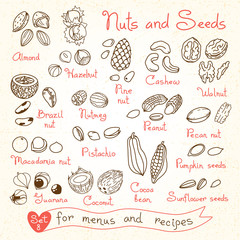Set drawings of nuts and seeds for design menus, recipes