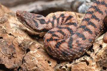 serpent