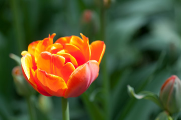 Red flower tulip