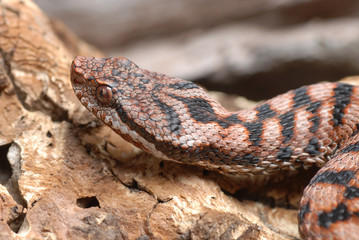 serpent