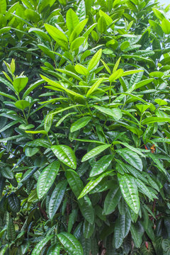 quatre-&eacute;pices, plante aromatique 