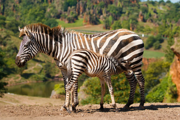 Fototapeta na wymiar Zebra and breeding in natural landscape