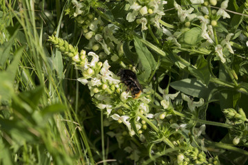 Bumblebee working on a meadow. There are many colors of nectar.
