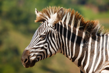 Zebra in natural landscape