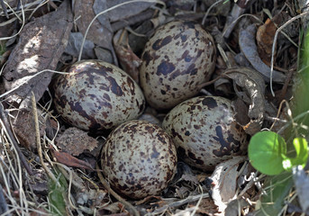 Eggs of the sandpiper