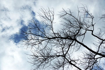 Silhouettes dead trees with clouds background.