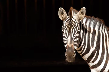 Fotobehang Zebra Zebra with black background