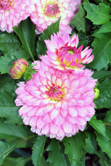 Formal decorative pink dahlias