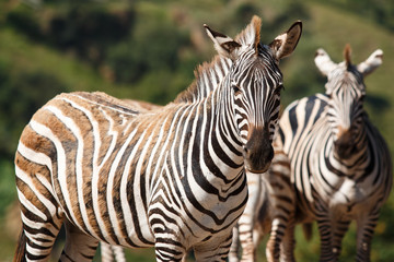 couple of zebras in natural landscape