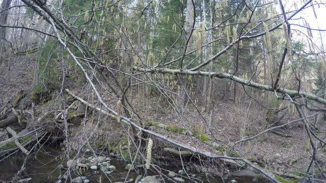 close up of birch tree with aglet catkin in forest.  4K