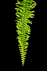 Green Boston Fern. Scientific name: Nephrolepis exaltata (L) Sch