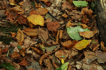 fallen leaves