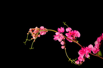 Fototapeta premium Pink flower on a black background. (Coral Vine, Mexican Creeper,