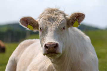 Eine Kuh auf der Weide schaut interessiert