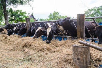 cows in a farm, Dairy cows eating in a farm