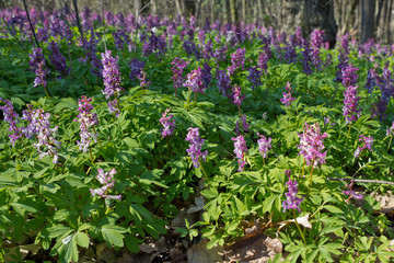 Obraz premium Glade of purple spring flowers Corydalis closeup