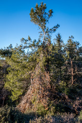 Pine tree with blue sky