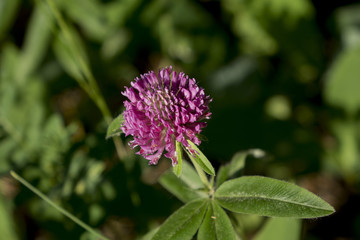 Flowers in the morning light.
