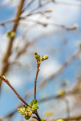 Apple tree  buds in spring