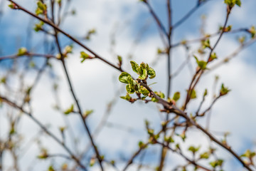 Apple tree  buds in spring