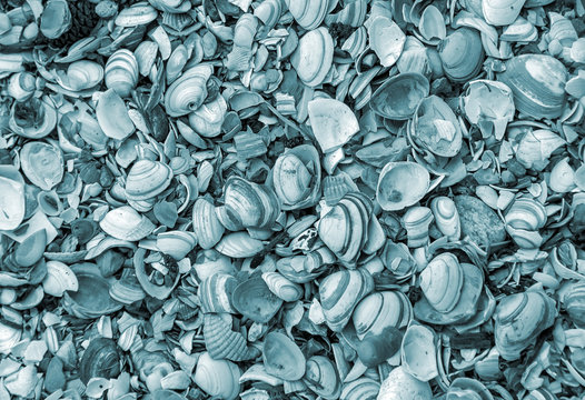 abstract background texture of sea shells in monochrome gray