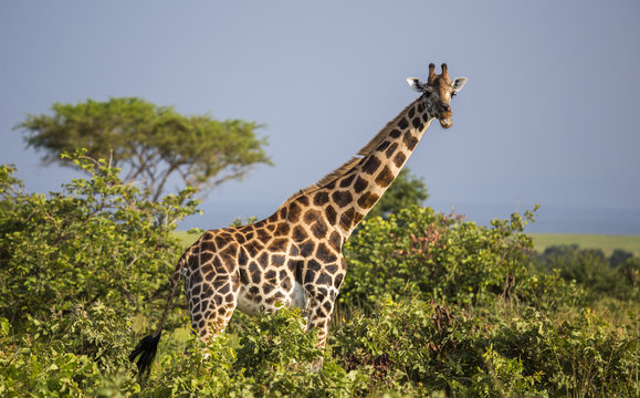 Giraffe in the Murchison Falls National Park in Uganda, Africa