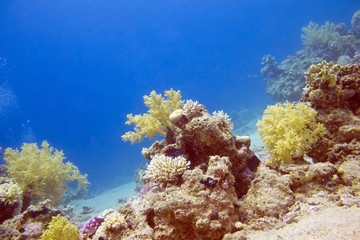 Fototapeta na wymiar bottom of tropical sea with colorful coral reef, underwater