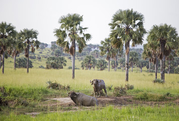 A couple of African buffaloes covered in mud at the Murchison Falls National Park in Uganda, Africa