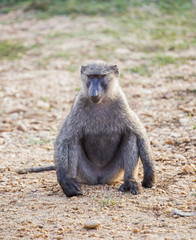An Olive Baboon monkey in Murchison Falls National Park in Uganda, Africa