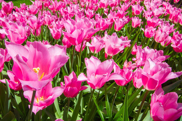 Pink tulips open under the sun. All tulips are open and leaned silightly to same direction. Tulips are shining under the sun.