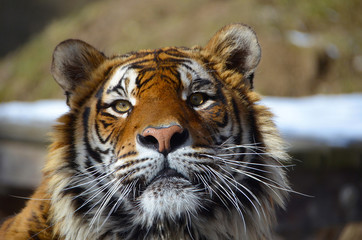 Young adult Bengal tiger male full face portrait