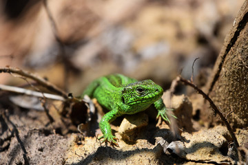 Naklejka na ściany i meble Green lizard stalking among stones, fallen leaves and twigs