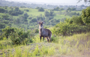 Waterbuck at the Murchison Falls National Park in Uganda, Africa
