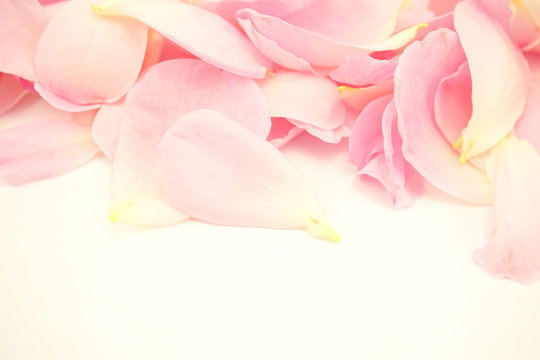 Sweet roses in soft color style for background © number1411