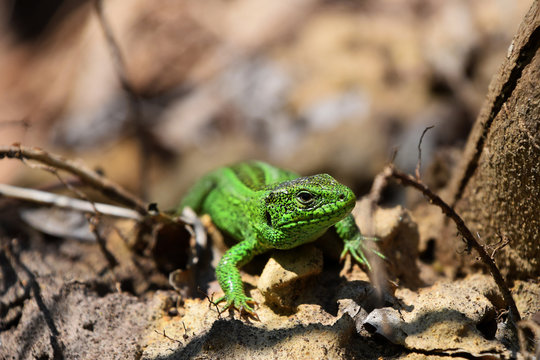 Green lizard stalking among stones, fallen leaves and twigs