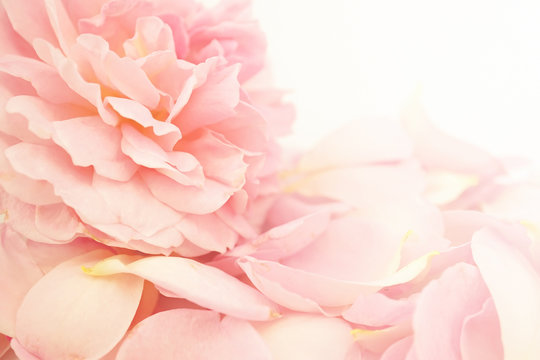 Sweet roses in soft color style for background
