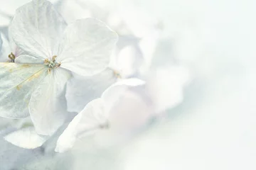 Photo sur Plexiglas Hortensia Hydrangeas in winter style on mulberry paper texture for background  