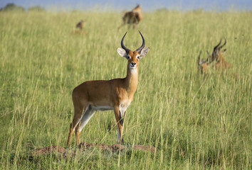 Naklejka na ściany i meble Impala at the Murchison Falls National Park in Uganda, Africa
