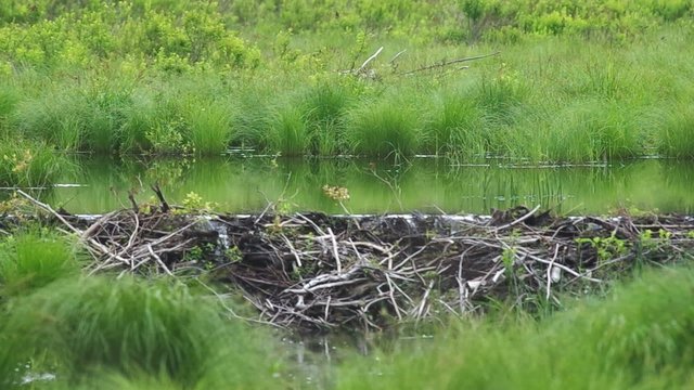 beaver dam across the stream in the field