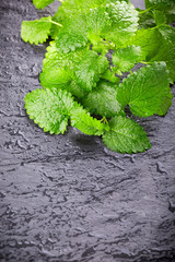 Fresh mint leaves