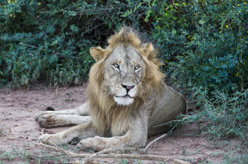 Obraz na płótnie Canvas African Lion resting at the Murchison Falls National Park in Uganda, Africa