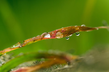 Water Drops on Red Leaf