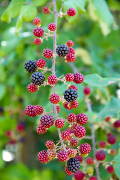 Blackberries branch in nature with green leafs background