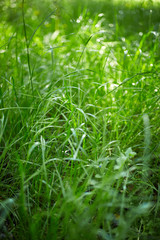 Green grass