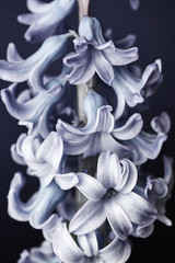 Hyacinth flower