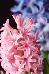 Hyacinth flowers