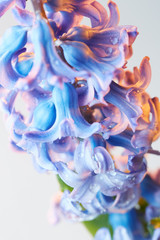 Hyacinth flower with drops of water - obrazy, fototapety, plakaty
